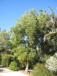 River Tea Tree (Melaleuca quinquenervia) at Stonegate Gardens