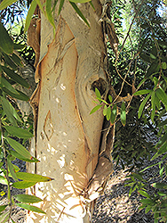 River Tea Tree (Melaleuca quinquenervia) at Stonegate Gardens