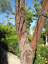 Shoestring Acacia (Acacia stenophylla) at Stonegate Gardens