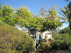 Chinese Flame Tree (Koelreuteria bipinnata) at Stonegate Gardens