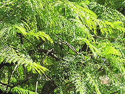 Brazilian Rosewood (Jacaranda mimosifolia) at A Very Successful Garden Center