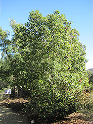 Bottle Tree (Brachychiton populneus) at A Very Successful Garden Center