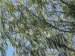 Australian Willow (Geijera parviflora) at A Very Successful Garden Center