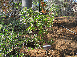 Dr. Hurd Manzanita (Arctostaphylos manzanita 'Dr. Hurd') at A Very Successful Garden Center