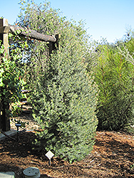 Parry Pinyon Pine (Pinus quadrifolia) at A Very Successful Garden Center