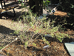 Firecracker Island Snapdragon (Galvezia speciosa 'Firecracker') at A Very Successful Garden Center