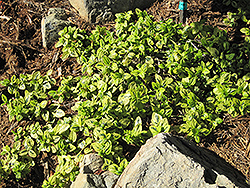 Diamond Heights California Lilac (Ceanothus griseus 'Diamond Heights') at Lakeshore Garden Centres