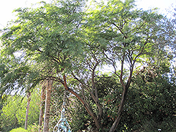Western Honey Mesquite (Prosopis glandulosa var. torreyana) at A Very Successful Garden Center