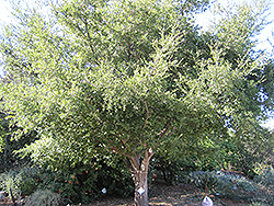 Coast Live Oak (Quercus agrifolia) at A Very Successful Garden Center