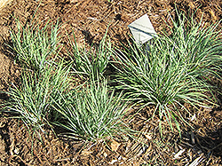 Californian Blue-Eyed Grass (Sisyrinchium bellum) at A Very Successful Garden Center