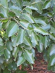Hollyleaf Cherry (Prunus ilicifolia) at A Very Successful Garden Center