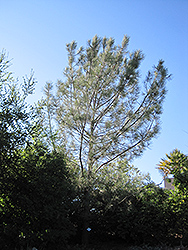 Torrey Pine (Pinus torreyana) at A Very Successful Garden Center