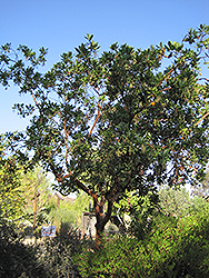 Marina Strawberry Tree (Arbutus 'Marina') at A Very Successful Garden Center