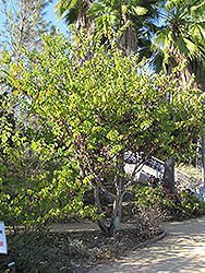 Western Redbud (Cercis occidentalis) at Lakeshore Garden Centres