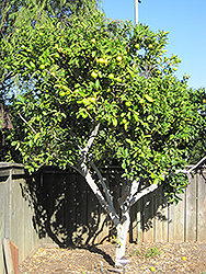 Persian Lime (Citrus x latifolia) at Stonegate Gardens