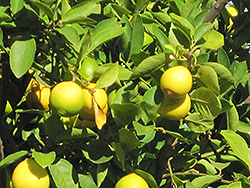Persian Lime (Citrus x latifolia) at Lakeshore Garden Centres