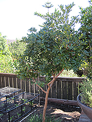 Cattley Guava (Psidium cattleyanum) at A Very Successful Garden Center