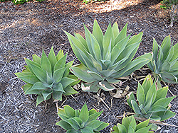 Blue Boy Foxtail Agave (Agave attenuata 'Blue Boy') at A Very Successful Garden Center