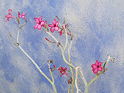 Desert Rose (Adenium obesum) at A Very Successful Garden Center