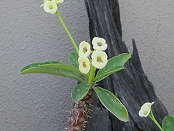 Tall White Crown Of Thorns (Euphorbia milii 'Tall White') at Stonegate Gardens