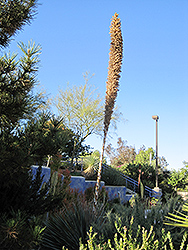 Desert Spoon (Dasylirion wheeleri) at A Very Successful Garden Center