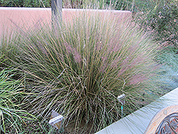 Pink Muhly Grass (Muhlenbergia capillaris 'Pink Muhly') at Stonegate Gardens