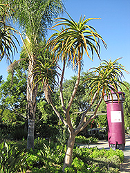 Tree Aloe (Aloe bainesii) at A Very Successful Garden Center