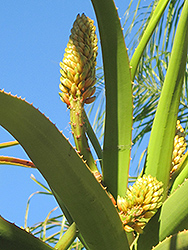 Tree Aloe (Aloe bainesii) at Lakeshore Garden Centres