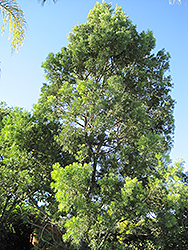 African Fern Pine (Afrocarpus gracilior) at Lakeshore Garden Centres