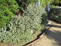 Beach Sage (Salvia africana-lutea) at Lakeshore Garden Centres