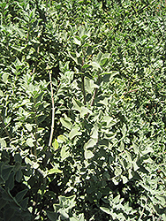 Beach Sage (Salvia africana-lutea) at A Very Successful Garden Center