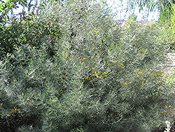 Feathery Cassia (Senna artemisioides) at Lakeshore Garden Centres