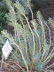 Sea Spurge (Euphorbia paralias) at Stonegate Gardens