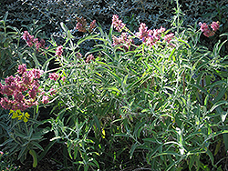 Canary Island Sage (Salvia canariensis) at A Very Successful Garden Center