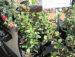 Evergreen Currant (Ribes viburnifolium) at A Very Successful Garden Center
