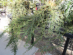 Lowfast Cotoneaster (Cotoneaster dammeri 'Lowfast') at A Very Successful Garden Center