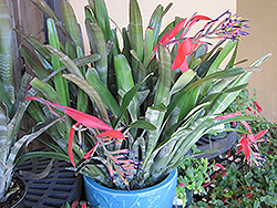 Queen's Tears (Billbergia nutans) at A Very Successful Garden Center