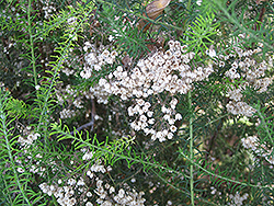 Rice Flower (Ozothamnus diosmifolius) at A Very Successful Garden Center