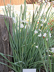 Paperwhites (Narcissus papyraceus) at A Very Successful Garden Center