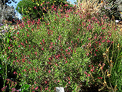 Autumn Sage (Salvia greggii) at A Very Successful Garden Center