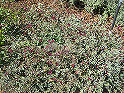 South African Geranium (Pelargonium sidoides) at Lakeshore Garden Centres