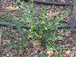 Skylark California Lilac (Ceanothus thyrsiflorus 'Skylark') at Stonegate Gardens