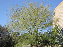 Desert Willow (Chilopsis linearis) at A Very Successful Garden Center