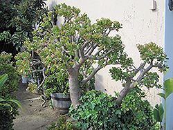 Jade Plant (Crassula ovata) at Schulte's Greenhouse & Nursery