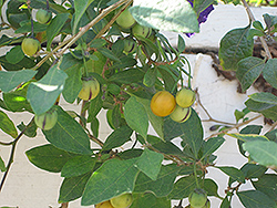 Blue Potato Bush (Lycianthes rantonnetii) at Stonegate Gardens