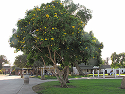 Yellow Trumpetbush (Tecoma stans) at Lakeshore Garden Centres