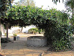 Muscadine Grape (Vitis rotundifolia) at A Very Successful Garden Center
