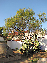 Mexican Palo Verde (Parkinsonia aculeata) at Stonegate Gardens