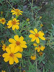 Greater Tickseed (Coreopsis major) at A Very Successful Garden Center