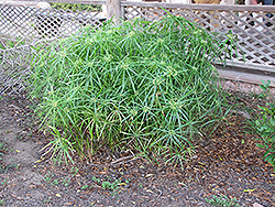 Umbrella Plant (Cyperus involucratus) at A Very Successful Garden Center